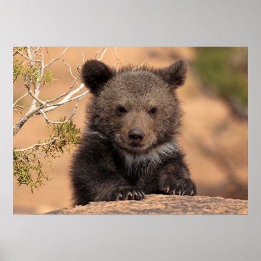 Poster Grizzly Bear Cub (Devant)