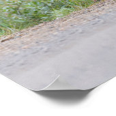 Poster Grizzly Bear Plays With Sign (Coin)