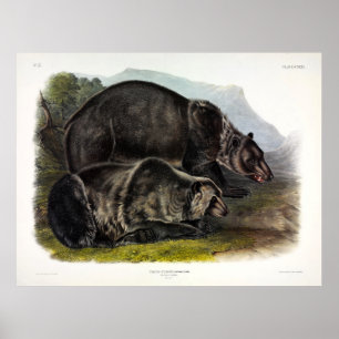 Poster Grizzly Bear (Ursus arctos horribilis) par Audubon