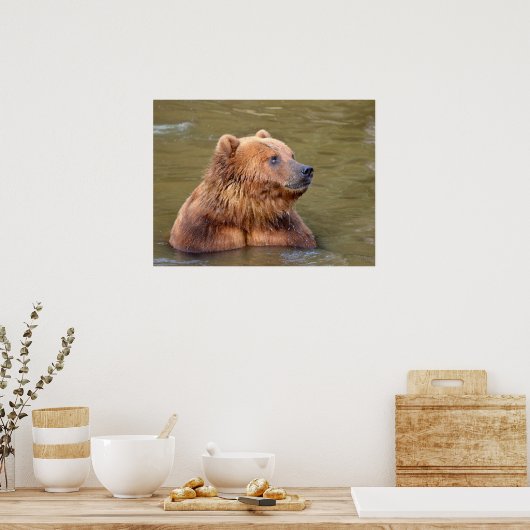 Poster Grizzly dans l'eau (Cuisine)