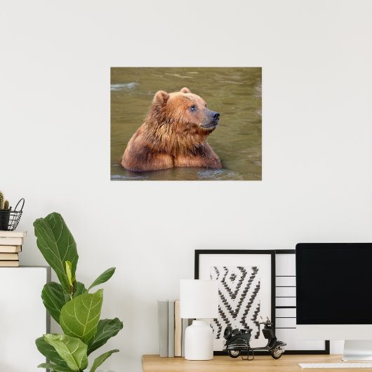 Poster Grizzly dans l'eau (Bureau à domicile)