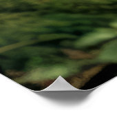 Poster Grizzly Oear Animal Nature Majestic Wild (Coin)