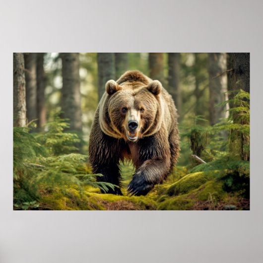 Poster Grizzly Oear Animal Nature Majestic Wild (Devant)
