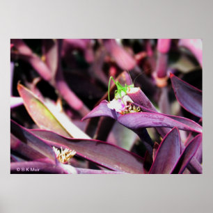 Poster - Groene sprinkhaan in Paars Plant