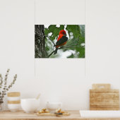 Poster "Grooming Beauty" Scartlet Tanager (Cuisine)