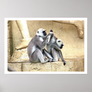 Poster Grooming Monkeys Green Monkeys