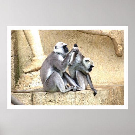 Poster Grooming Monkeys Green Monkeys (Devant)
