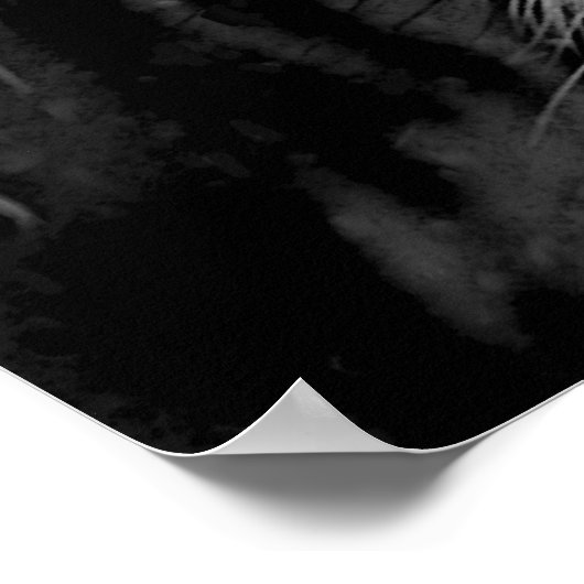 Poster Gros chat (Coin)