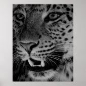 Poster Gros chat (Devant)