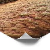 Poster Gros Chats - 6 (Coin)