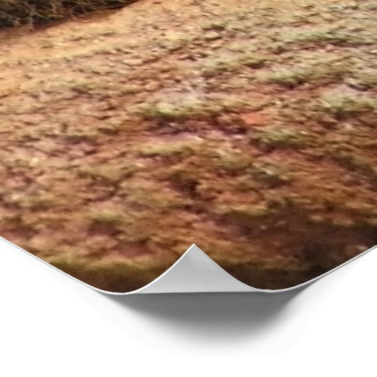 Poster Gros Chats - 6 (Coin)