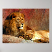 Poster Gros Chats - 6 (Devant)