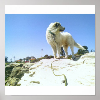 Poster Gros chien