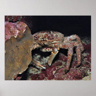 Poster Gros crabe