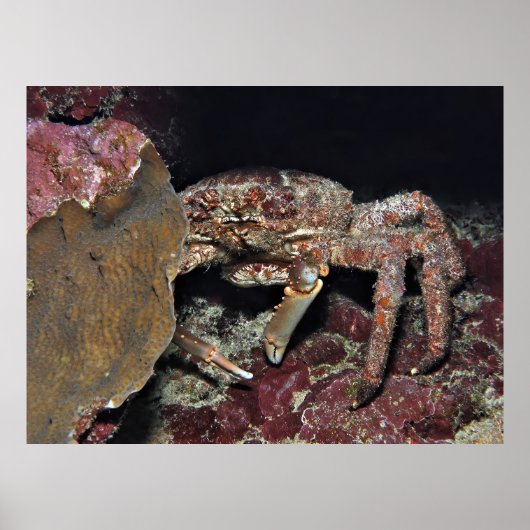 Poster Gros crabe (Devant)