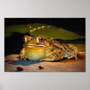 Poster Gros crapaud gras