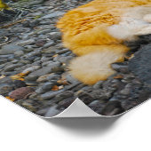 Poster Gros gingembre et chat blanc (Coin)