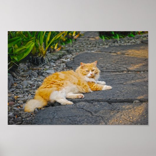 Poster Gros gingembre et chat blanc (Devant)