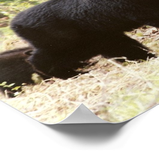 Poster gros ours noir (Coin)