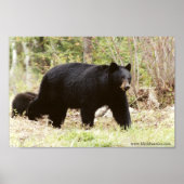 Poster gros ours noir (Devant)
