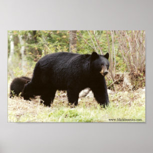 Poster gros ours noir