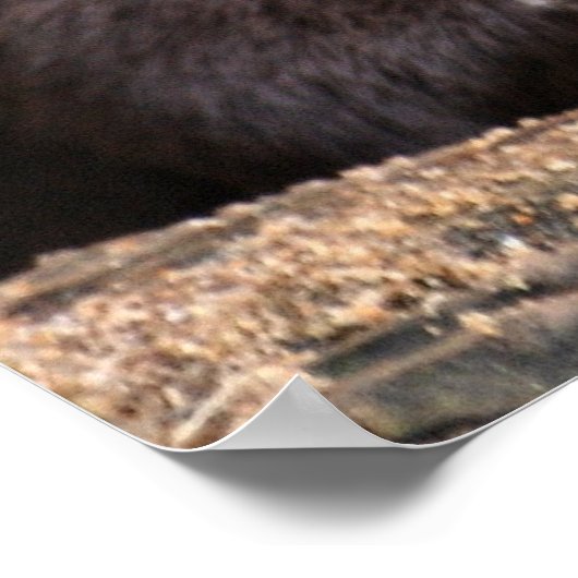 Poster Gros plan (Coin)