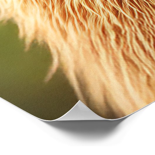 Poster Gros plan Capybara (Coin)