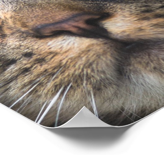 Poster Gros plan de chat avec Yellow Eyes (Coin)