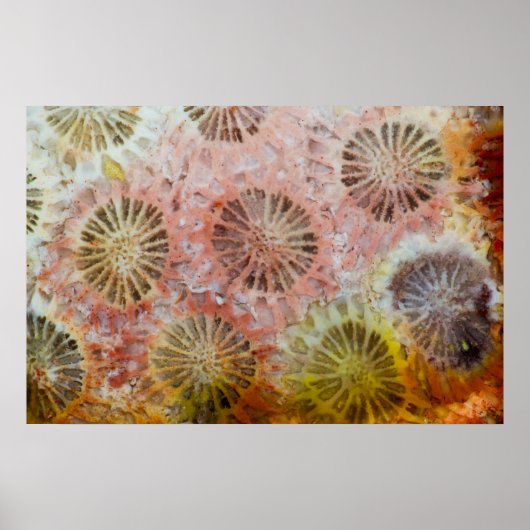 Poster Gros plan de corail rose (Devant)