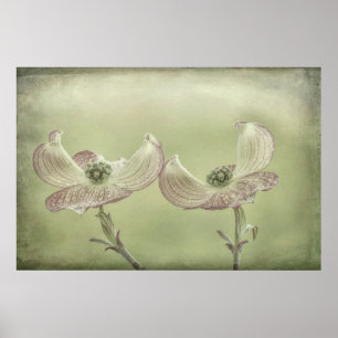 Poster Gros plan de fleurs de Cornouiller rose   Seabeck,