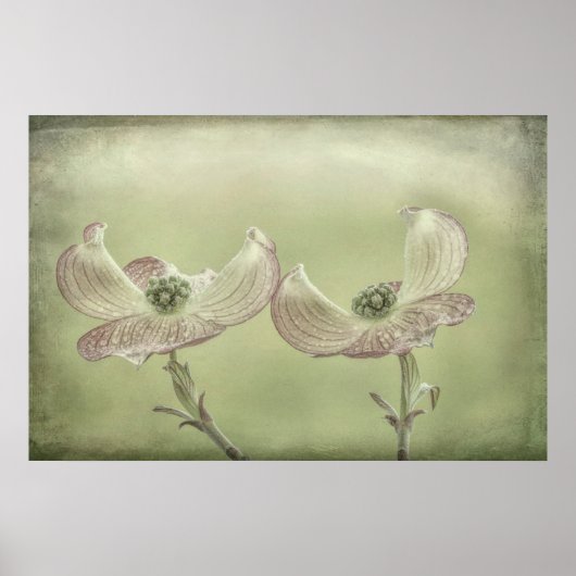 Poster Gros plan de fleurs de Cornouiller rose | Seabeck, (Devant)