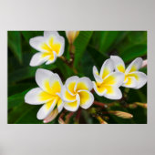 Poster Gros plan de fleurs de la Plumeria, Hawaii (Devant)