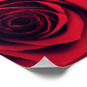 Poster Gros plan de fleurs de rose rouge. (Coin)