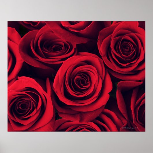 Poster Gros plan de fleurs de rose rouge. (Devant)