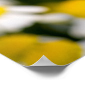 Poster Gros plan de la fleur de chamomille, Hongrie (Coin)