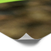 Poster Gros plan de la grenouille à tarte à colle costari (Coin)