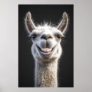 Poster Gros plan de la lama souriante