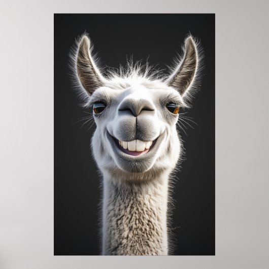 Poster Gros plan de la lama souriante (Devant)