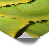 Poster Gros plan de la texture et motif de l'arbre tropic (Coin)