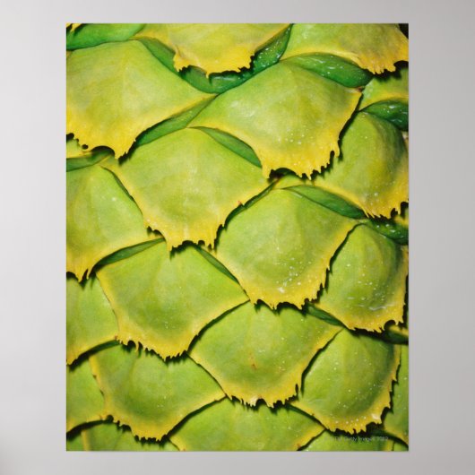 Poster Gros plan de la texture et motif de l'arbre tropic (Devant)