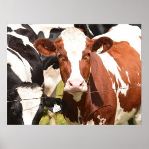 Poster Gros plan de la vache laitière blanche Holstein ro