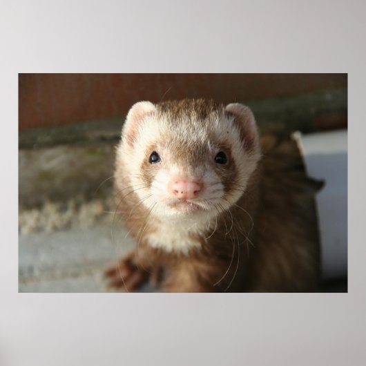 Poster Gros plan de l'affiche Ferret (Devant)