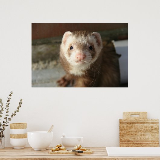 Poster Gros plan de l'affiche Ferret (Cuisine)