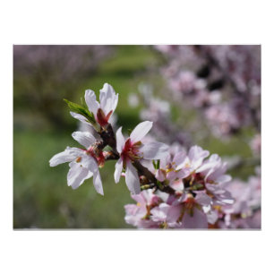 Poster Gros plan de l'amande Blossom