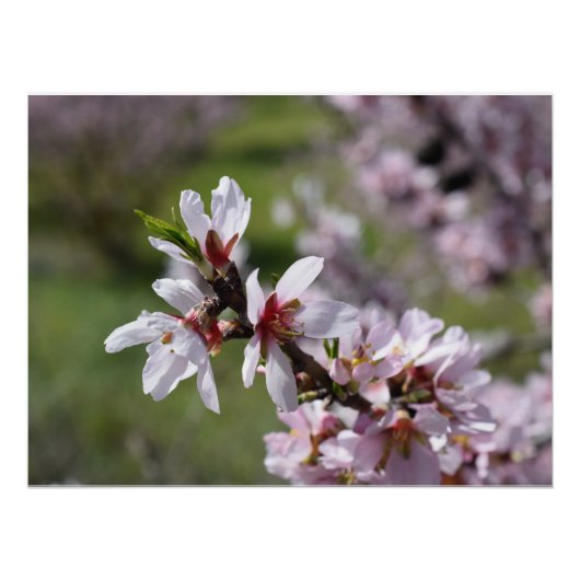 Poster Gros plan de l'amande Blossom (Devant)