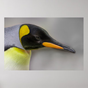 Poster Gros plan de l'empereur Penguin Portrait