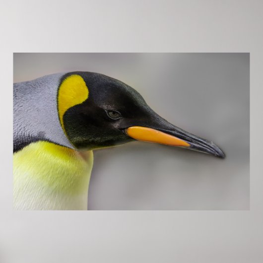 Poster Gros plan de l'empereur Penguin Portrait (Devant)