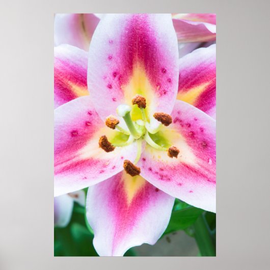 Poster Gros plan de Lily (Devant)