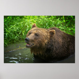 Poster Gros plan de l'ours grizzli