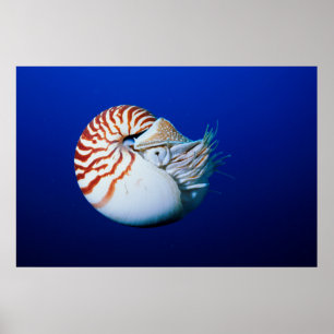 Poster Gros plan de nautile à chambre
